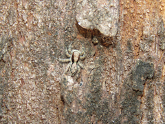 Menemerus bivittatus