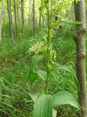 Veratrum grandiflorum