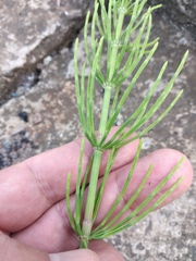 Equisetum arvense