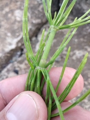 Equisetum arvense