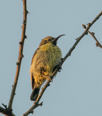 Chalcomitra senegalensis