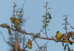 Zosterops flavilateralis