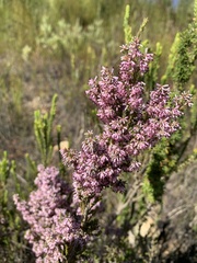 Erica uberiflora