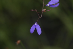 Utricularia leptoplectra