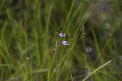Image of Utricularia leptoplectra by (c) Hugo Innes, some rights reserved (CC BY)