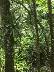 Dracaena floribunda image