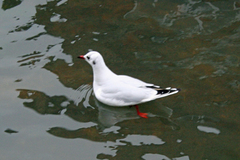 Chroicocephalus ridibundus