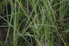 Drosera serpens