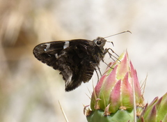 Codatractus arizonensis