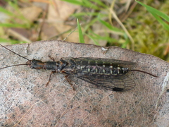 Inocelliidae
