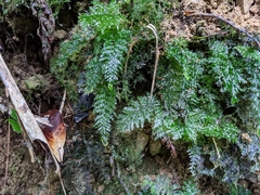 Trichomanes obscurum