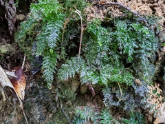 Trichomanes obscurum