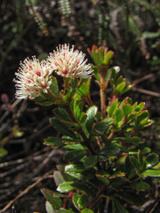 Weinmannia cochensis