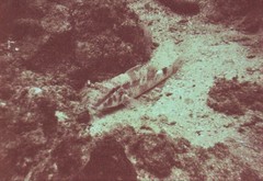 Parupeneus margaritatus