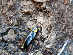 Pseudoderopeltis albilatera