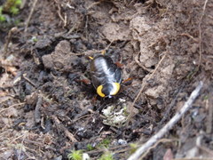 Pseudoderopeltis albilatera