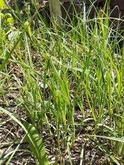 Carex hirta