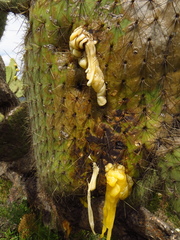 Cactophagus spinolae