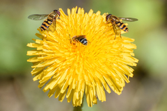 Taraxacum officinale