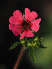 Potentilla nepalensis