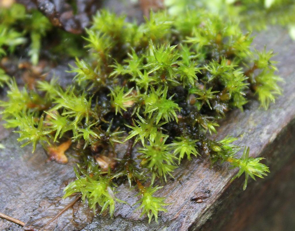 Wood Bristle-moss from Netherton, Dudley, UK on February 19, 2022 at 02 ...