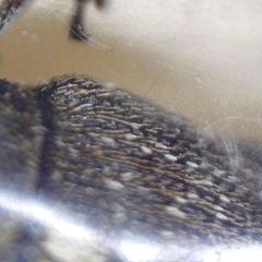 Glocianus distinctus