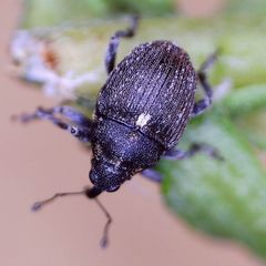 Glocianus distinctus