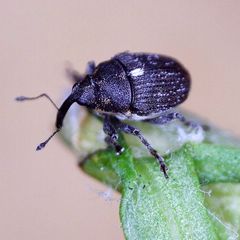 Glocianus distinctus