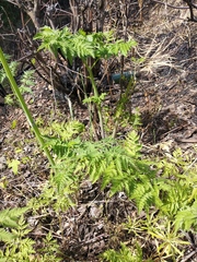 Anthriscus sylvestris