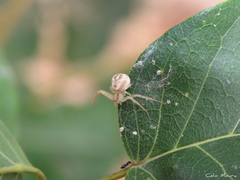 Misumenops maculissparsus