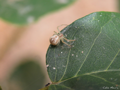 Misumenops maculissparsus