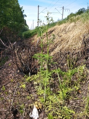 Anthriscus sylvestris