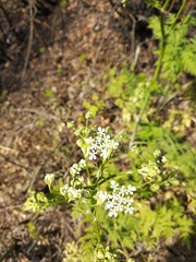 Anthriscus sylvestris