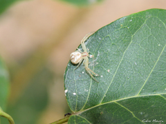 Misumenops maculissparsus