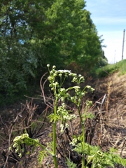 Anthriscus sylvestris