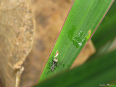 Camponotus arboreus