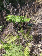 Anthriscus sylvestris