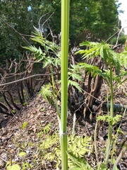 Anthriscus sylvestris