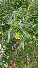 Cascabela thevetia