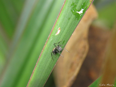 Camponotus arboreus