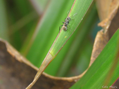 Camponotus arboreus