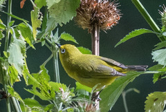 Zosterops flavilateralis