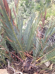 Encephalartos lehmannii