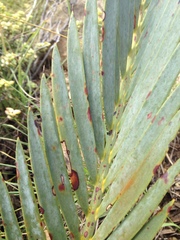 Encephalartos lehmannii