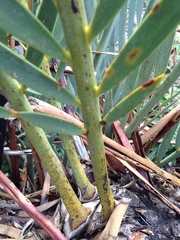 Encephalartos lehmannii