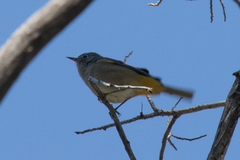 Leiothlypis crissalis