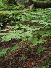 Dryopteris amurensis