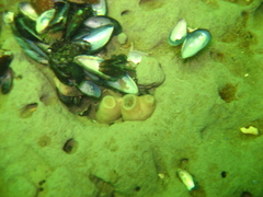 Zirfaea crispata