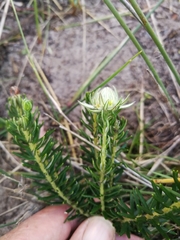 Phylica dodii