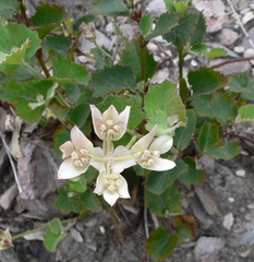 Xanthosia rotundifolia